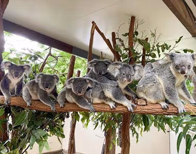 Image of Koala's hanging from a branch.